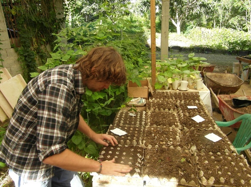 Seedlings of squash, eggplant eggplant