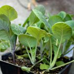 Cabbage seedlings: the secrets of growing Cabbage seedlings: the secrets of growing