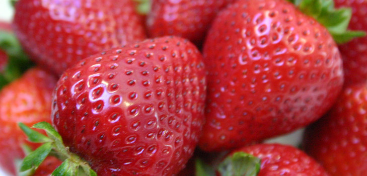 Seedlings of strawberries and strawberries