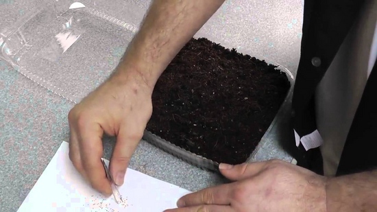 Seedlings of strawberries and strawberries