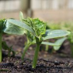 Seedlings of cucumbers Seedlings of cucumbers