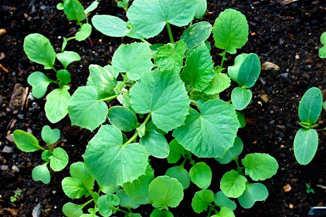 Seedlings of cucumbers