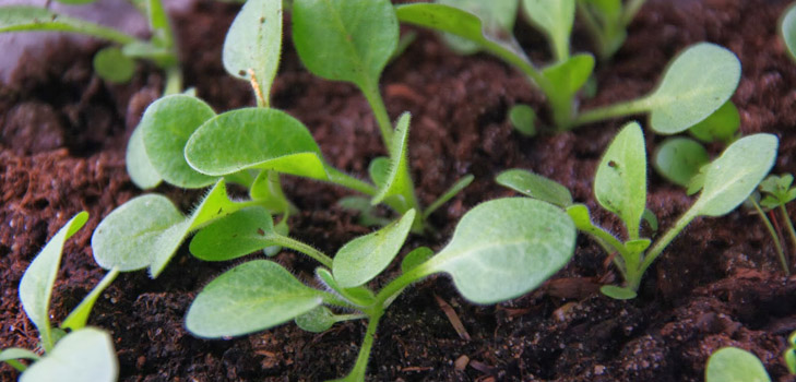 Seedlings of petunia