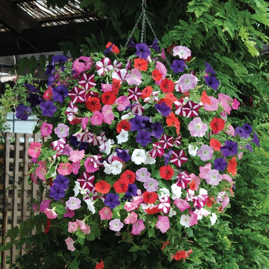 Seedlings of petunia