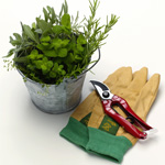 Rating of the most unpretentious plants Rating of the most unpretentious plants