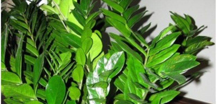leaves of zamioculature