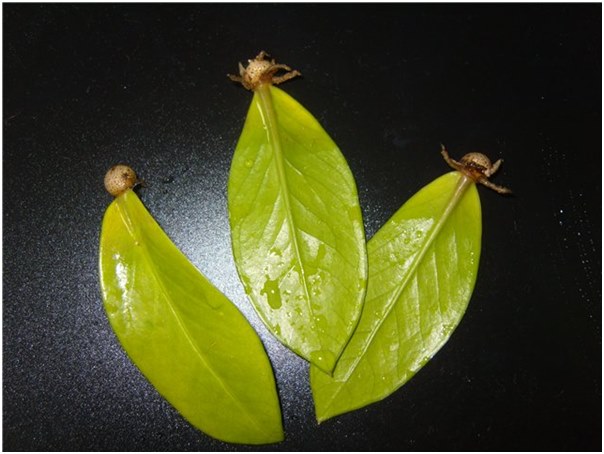 young leaves of a money tree