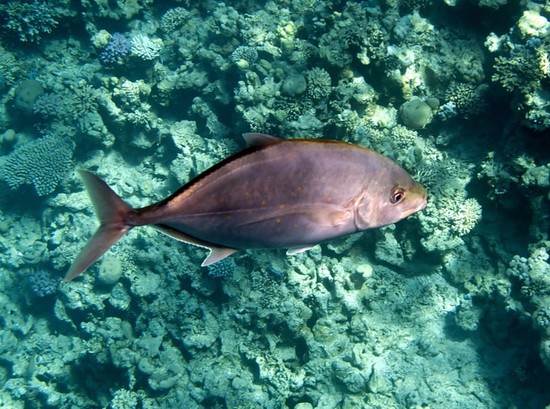 Fish big and small: the best places for fishing in Crimea