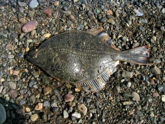 Fish big and small: the best places for fishing in Crimea