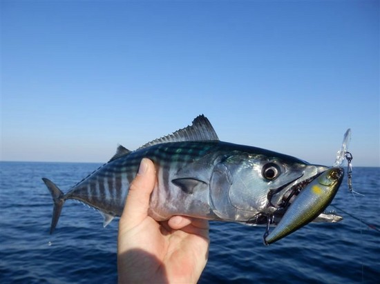 Fish big and small: the best places for fishing in Crimea