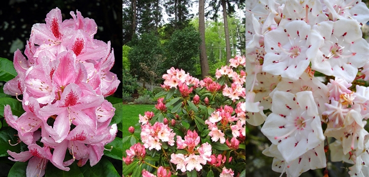 Rhododendron - planting and care