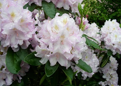 Rhododendron