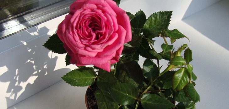 Rose at home: care and content Rose at home: care and content