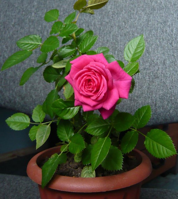 Rose at home: care and content Rose at home: care and content