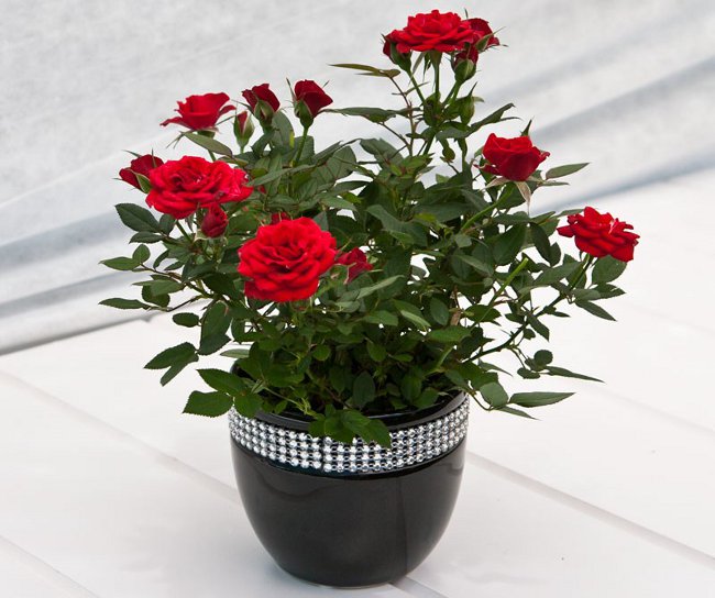 Rose at home: care and content Rose at home: care and content