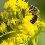 Allergy to pollen Allergy to pollen