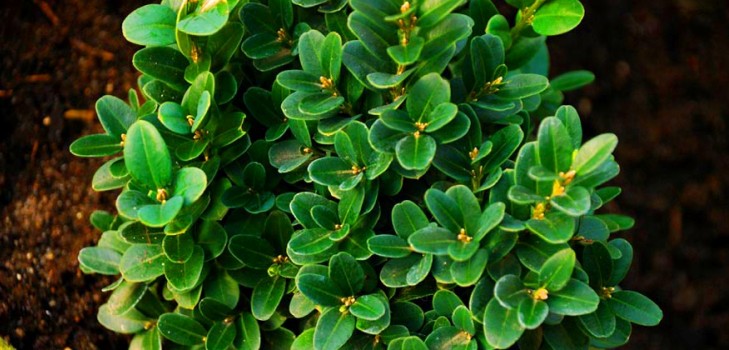 Boxwood - evergreen decoration for the garden and window sill