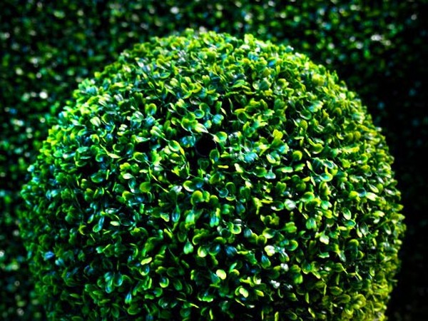 Boxwood - evergreen decoration for the garden and window sill