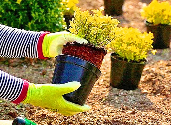 Boxwood - evergreen decoration for the garden and window sill