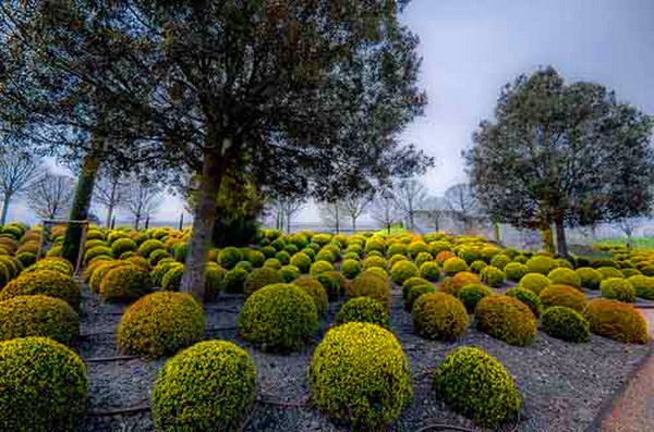 Boxwood - evergreen decoration for the garden and window sill