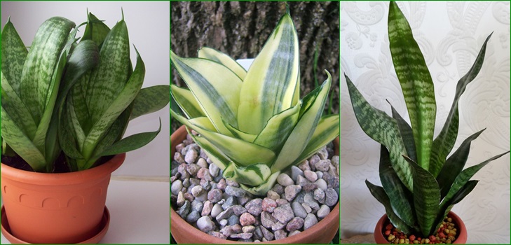 Sansevieria