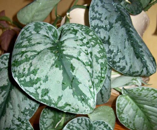 Scindapsus