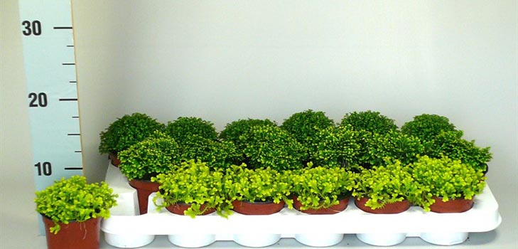 Selaginella: care