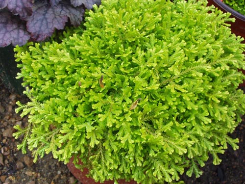 Selaginella: Species