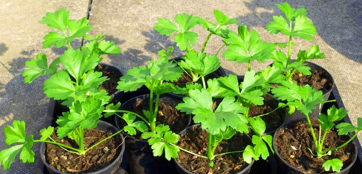 Celery: cultivation and the most interesting varieties for open ground and greenhouses