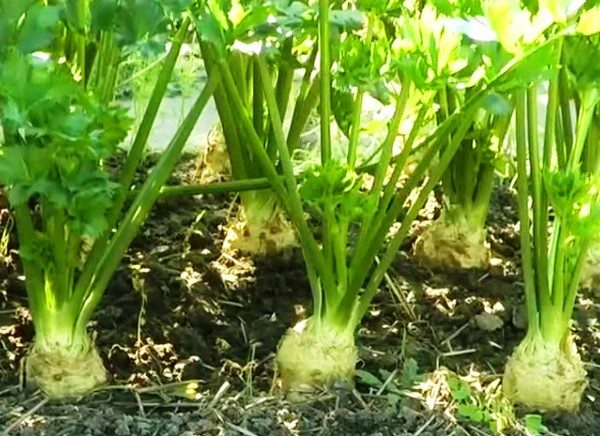 Celery: cultivation and the most interesting varieties for open ground and greenhouses