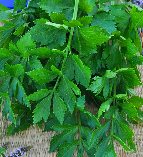 Celery: cultivation and the most interesting varieties for open ground and greenhouses