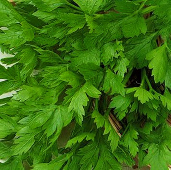 Celery: cultivation and the most interesting varieties for open ground and greenhouses