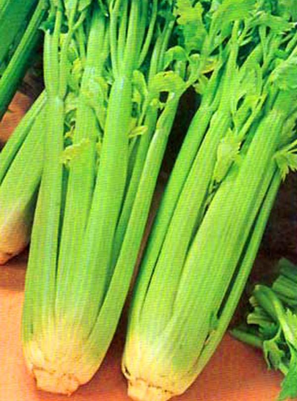 Celery: cultivation and the most interesting varieties for open ground and greenhouses