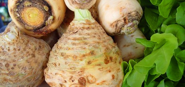 Celery: cultivation and the most interesting varieties for open ground and greenhouses