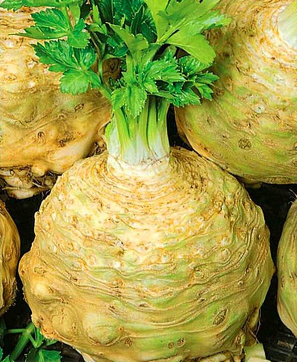 Celery: cultivation and the most interesting varieties for open ground and greenhouses