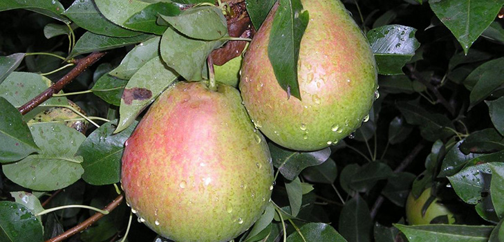 The best grades of pears - descriptions, planting and care, photo