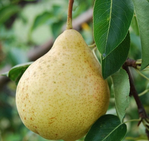 The best grades of pears - descriptions, planting and care, photo