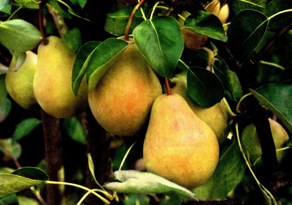 The best grades of pears - descriptions, planting and care, photo