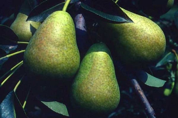 The best grades of pears - descriptions, planting and care, photo