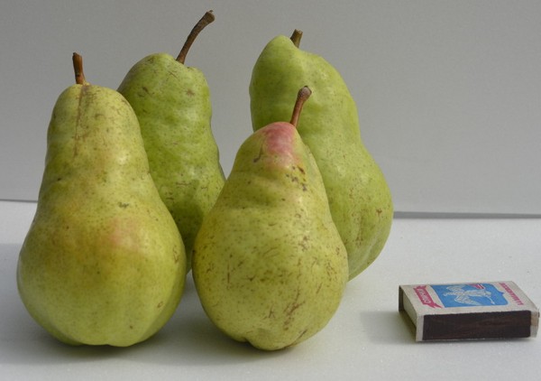 The best grades of pears - descriptions, planting and care, photo