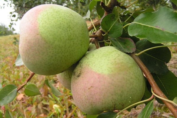 The best grades of pears - descriptions, planting and care, photo