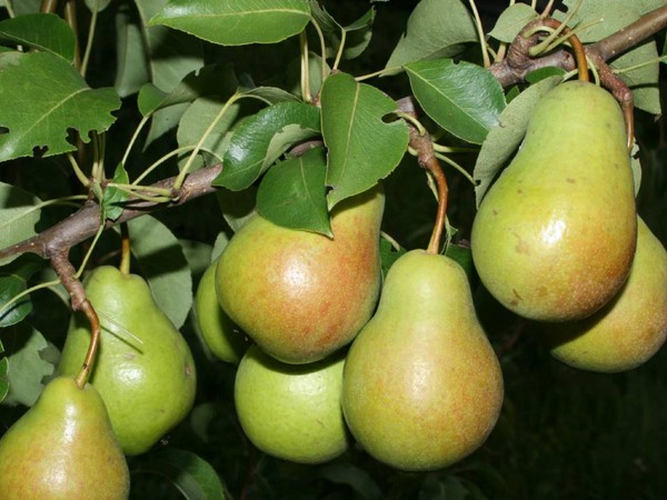 The best grades of pears - descriptions, planting and care, photo