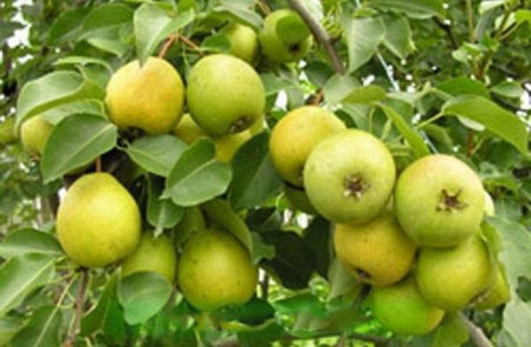 The best grades of pears - descriptions, planting and care, photo