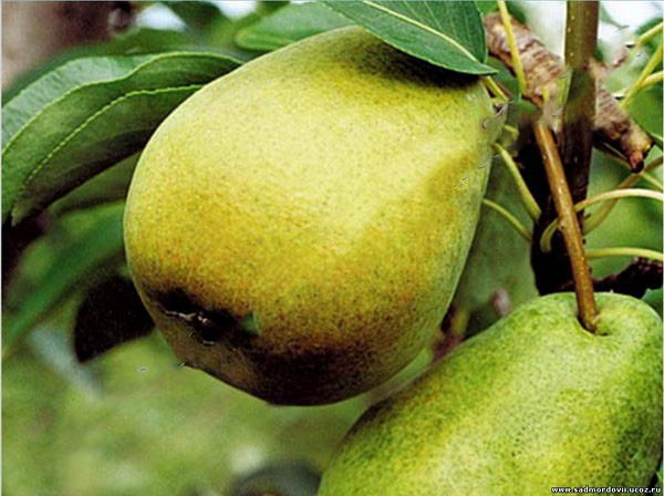 The best grades of pears - descriptions, planting and care, photo
