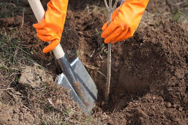 The best grades of pears - descriptions, planting and care, photo