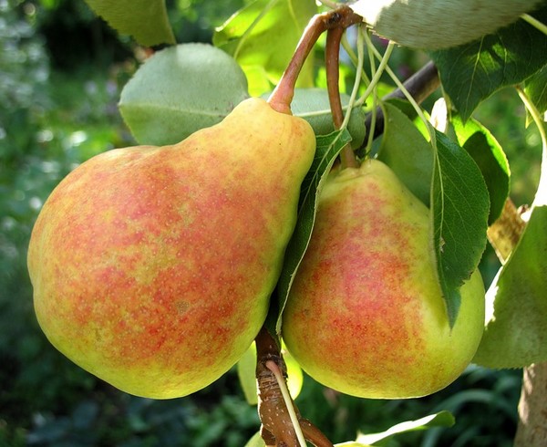 The best grades of pears - descriptions, planting and care, photo