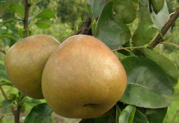 The best grades of pears - descriptions, planting and care, photo