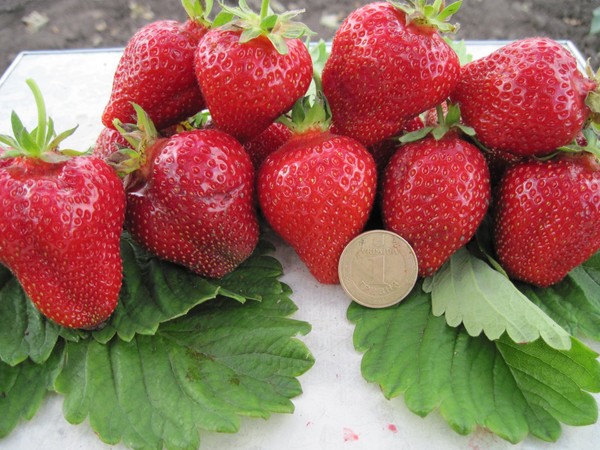 The best strawberries - description, features, photo