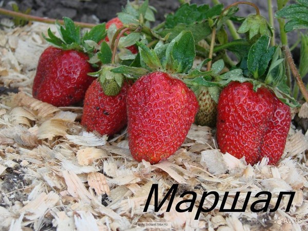 The best strawberries - description, features, photo