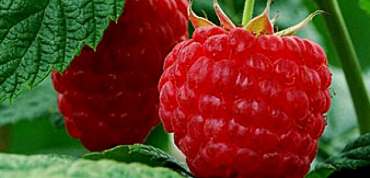 The best varieties of raspberries - descriptions, planting and care, photo